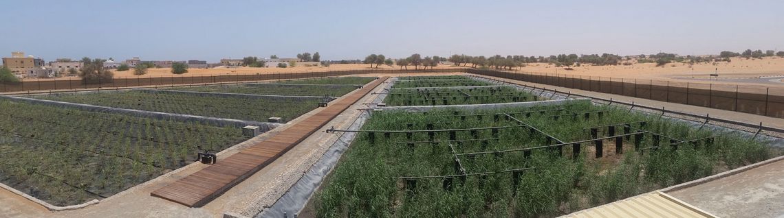 Schilfkläranlagen Al Hamra & Al Haray Al Hamra Al Haray Kläranlage