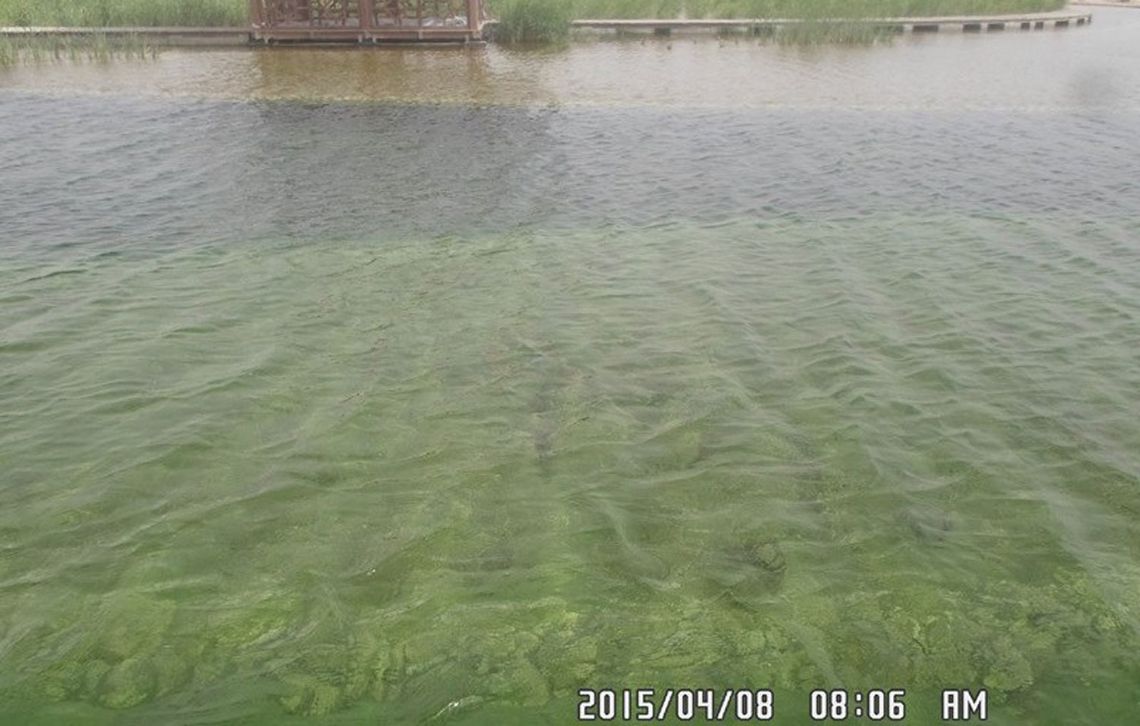 Koi Karpfen in gereinigtem Abwasser Koi Karpen im Teich Doha North