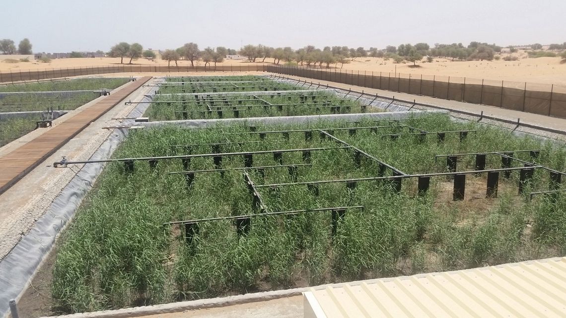 Al Hamra und Al Haray Kläranlage Kläranlagen auf Basis von Schilf - Natürliche Reinigung von Abwasser
